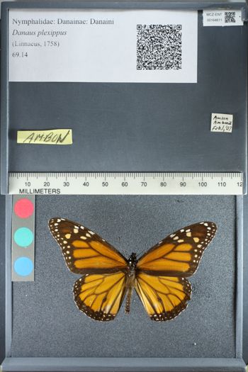 Media type: image;   Entomology 164611